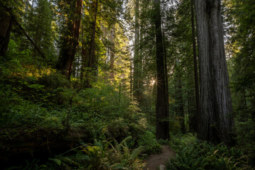Small Sunburst Breaks Through Trees Over Trail In Redwood