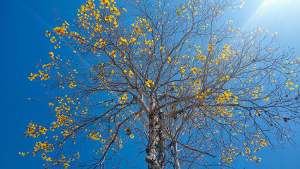 tropical tree of the yellow ipê species in full bloom under the blue sky