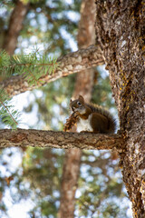 Pine cone feast