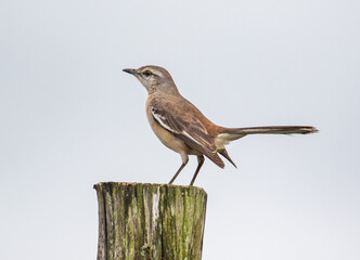 Fototapeta premium Bird on pole
