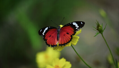 Multi-colored butterflies are sucking pollen from flowers.