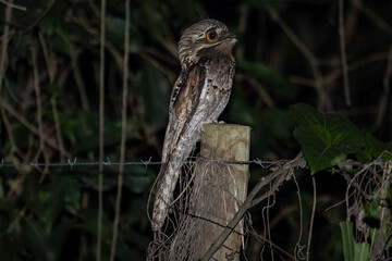 Common Potoo