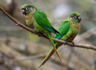 couple of Parakeet