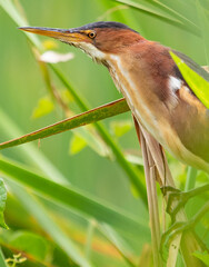 Least Bittern