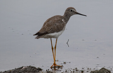 sandpiper in the marsh