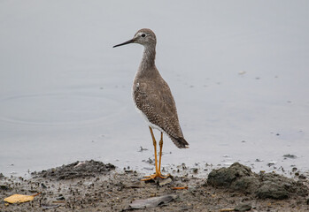 sandpiper on the beach