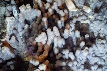 Crystals of gypsum in cave