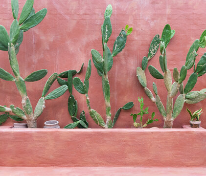 Prickly Pear Cactus Plants Against Pink Wall
