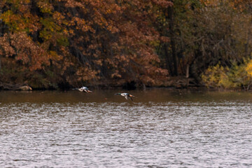 Beautiful trees and birds in autumn season