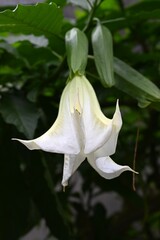 Angel's trumpet (Brugmansia) white flowers. Solanaceae evergreen shrub. Funnel-shaped flowers bloom downward from summer to autumn. It is a poisonous but medicinal plant.