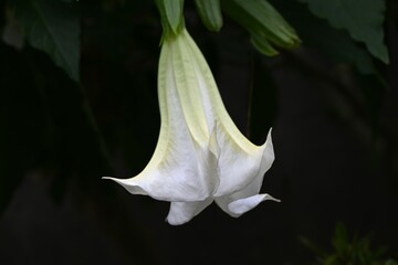 Angel's trumpet (Brugmansia) white flowers. Solanaceae evergreen shrub. Funnel-shaped flowers bloom downward from summer to autumn. It is a poisonous but medicinal plant.