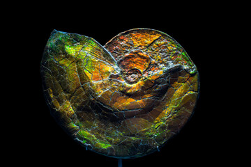 Rare Gemstone Ammolite, Fossil Ammonite. Beautiful very rare iridescent gemstone - Ammolite, a...