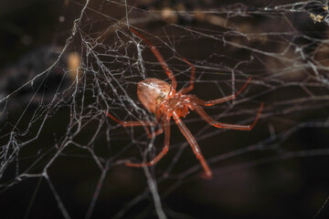 A pinkish red cobweb spider in a macro close up shot