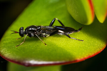 Fototapeta premium A macro shot of a black solider fly sitting on a succulent leaf