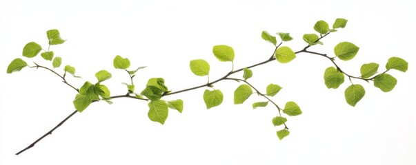 Obraz premium Green leafy branch isolated on white background