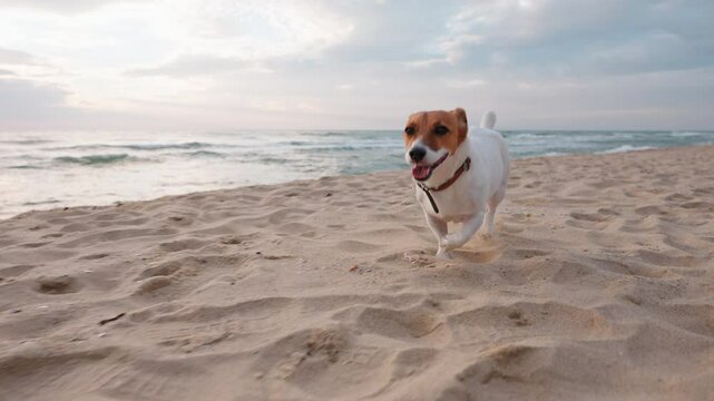 Happy dog Jack Russel Terrier walking slow motion. Dog runs on beach on sand splashing water, rejoices against blue sky at dawn summer. Lifestyle. Travel. Love pets. Freedom concept. Pets care