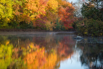 fall foliage trees with refection pond 