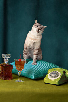 Cat on fancy cushion