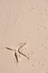 A close-up of a bird footprint in soft sand, showcasing the delicate detail and texture of the imprint against the smooth sandy background.