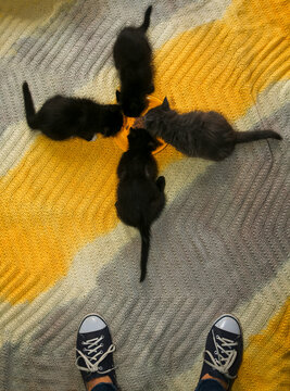 Childless Cat Lady 