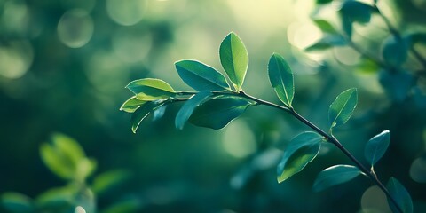 Close up of Vibrant Green Leaves in Sunlight