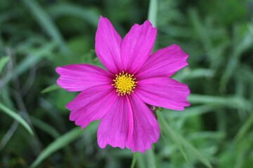 Obraz premium flower in the grass