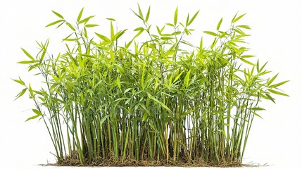 Fototapeta premium Lush Green Bamboo Plants Isolated on White Background - Perfect for Nature, Gardening, or Eco-Friendly Themes in Stock Photography