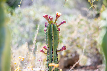 A flowering cactus in Tucson, Arizona
