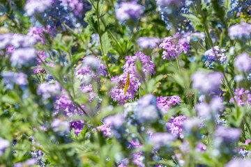 Fototapeta premium Field with colorful Wildflowers in Tucson, Arizona