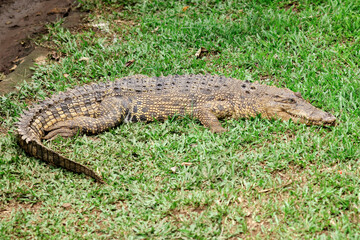 Crocodile Resting on Grass in Natural Habitat