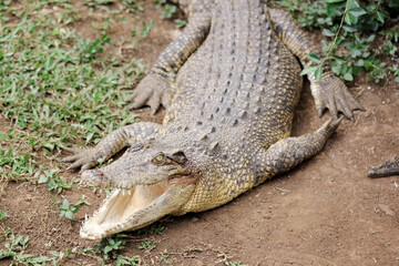 Crocodile Resting on Grass