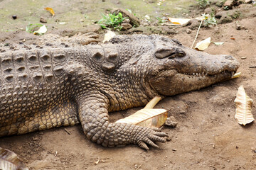 Close-Up of Crocodile Resting in Natural Habitat