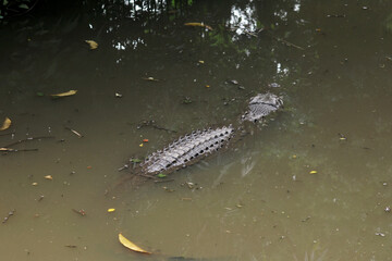 Crocodile Swimming in Murky Water