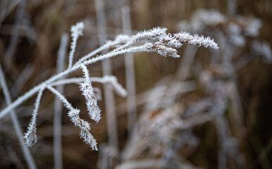 Plants covered in frost hoar close up delicate