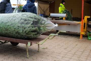  Buying Christmas tree. Tree in packing net on trolley on blurred Christmas market background.The process of buying a Christmas tree. Winter holiday tradition 