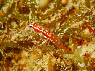 Eviota shimadai in Okinawa, Japan