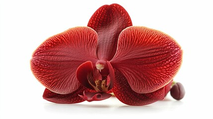 Close-up of a Single Red Orchid Blossom
