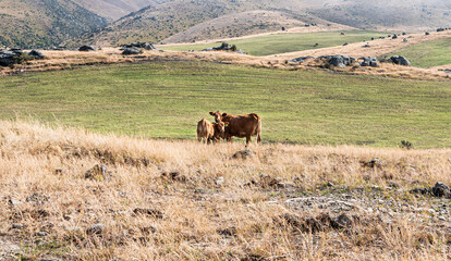 Herd of Hereford cows in the field beautiful Central otago New Zealand landscape