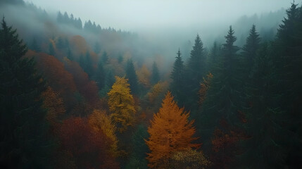 Misty Forest Landscape with Autumn Colors Photo