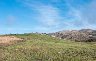 Central Otago new Zealand iconic beautiful landscape rolling hills green summer