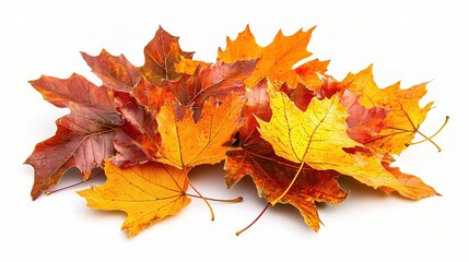 Fototapeta premium Vibrant Autumn Leaves Isolated on a Clean White Background, Capturing the Essence of Fall with Rich Hues of Red, Orange, and Yellow