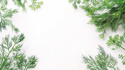 Fresh Dill Herbs on a White Background Perfect for Culinary Use, Food Photography, and Creative Projects with Isolated Greenery for a Minimalist Aesthetic