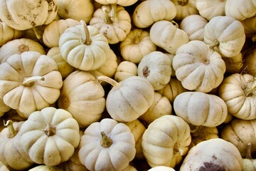 white pumpkins 