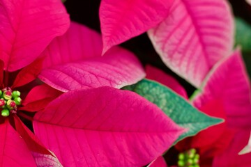 poinsettia up close pink 