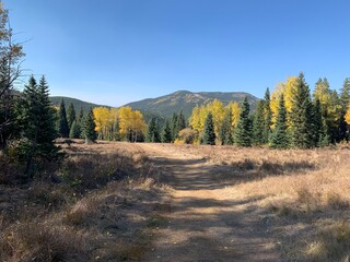 Falls trees and Mountain View