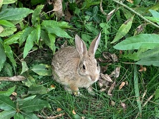 bunny in the bushes
