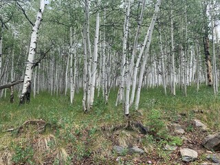 Fototapeta premium trees in the forest