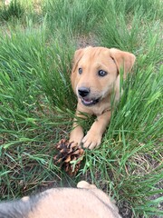 puppy in the grass with a pinecone