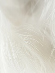 Obraz premium Fluffy White Feathers Close-up