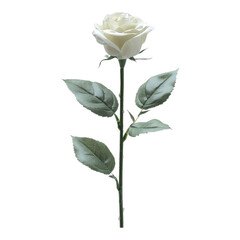 Obraz premium Single White Rose Elegant Flower Stem Leaves Floral Botany Nature